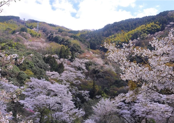 春の奥道後 桜並木