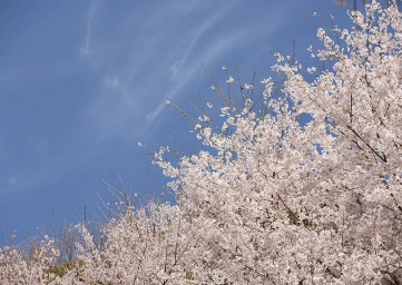 春の風景2