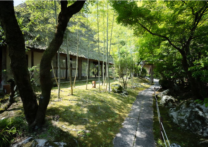 夏の奥道後 新緑