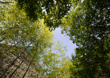 夏の風景1